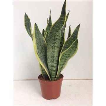 Image of Bogenhanf Sansevieria Futura Superba Zimmerpflanze Ø14cm ↕40cm – pflegeleichte Grünpflanze für Wohnzimmer, Büro & helle Standorte kaufen-0