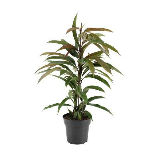 Image of Gummibaum Ficus Binnendijkii Amstel King Zimmerpflanze Ø17cm ↕70cm – pflegeleichte Grünpflanze für Wohnzimmer, Büro & helle Standorte kaufen-0
