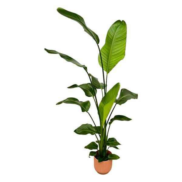 Image of Strelitzia Nicolai – Baum-Strelitzie – Zimmerpflanze Höhe 130cm – ø18cm – inkl. Pflanzgefäß Vibes Fold Rosa – Weißer Paradiesvogel – Tropische Grünpflanze