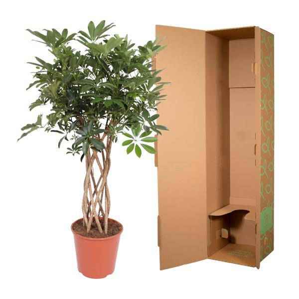 Image of Strahlenaralie – Schefflera Arboricola Compacta – Zimmerpflanze – 130cm – Ø30cm – Indoor