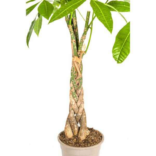 Image of Glückskastanie Pachira Aquatica – Geldbaum – Zimmerpflanze Ø21cm ↕90-110cm – Geflochtener Stamm – Pflegeleicht