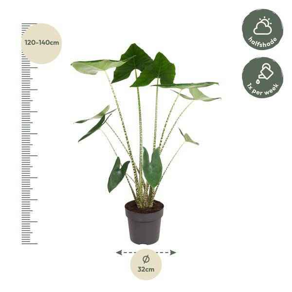 Image of Tiger – Pfeilblatt Alocasia Zebrina Zimmerpflanze Ø32cm ↕130cm – pflegeleichte Grünpflanze für Wohnzimmer, Büro & helle Standorte kaufen-1