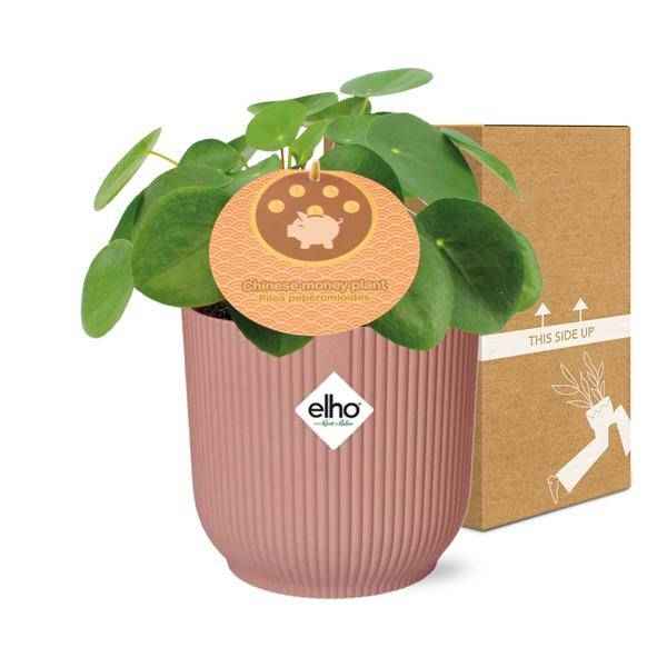 Image of Chinesischer Geldbaum Pilea Peperomioides Zimmerpflanze Ø14cm – pflegeleichte Grünpflanze für Wohnzimmer, Büro & helle Standorte kaufen