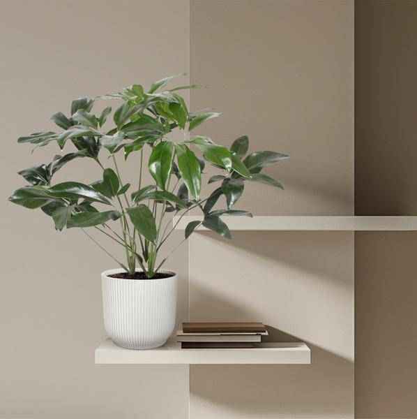 Image of Baumfreund – Philodendron Green Wonder – Zimmerpflanze – 120cm – Ø27cm – tropische Kletterpflanze mit großen herzförmigen Blättern-3