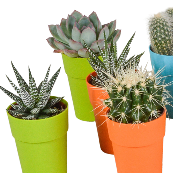 Image of Sukkulenten & Kakteen Mix 15 Pflanzen Ø5,5cm – pflegeleichtes Pflanzen Set für Urban Jungle, Fensterbank, Wohnzimmer & Büro