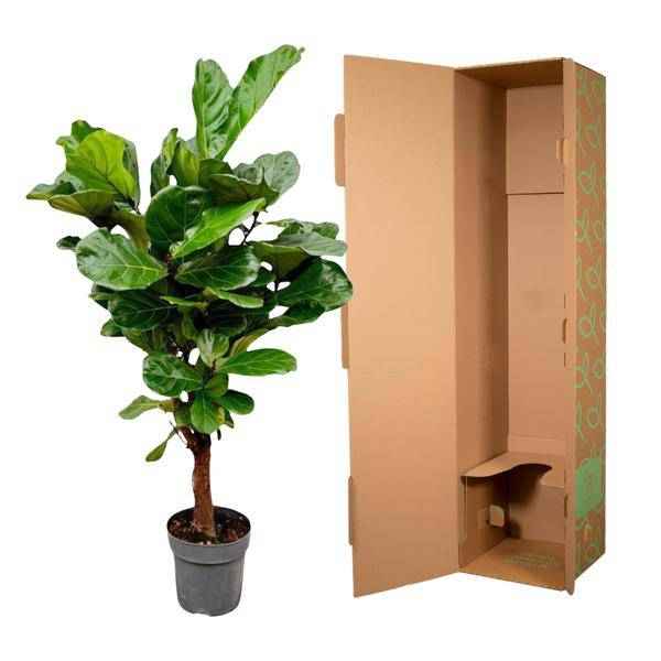 Image of Geigenfeige Ficus Lyrata Zimmerpflanze Ø27cm ↕130cm – pflegeleichte Grünpflanze für Wohnzimmer, Büro & helle Standorte kaufen-2