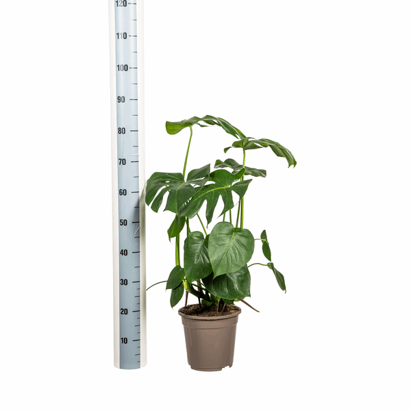 Image of Monstera Deliciosa Tauerii – Fensterblatt – Ø21cm – ↕70-90cm – Beliebte Zimmerpflanze mit dekorativen Blättern – Pflegeleicht & luftreinigend-3