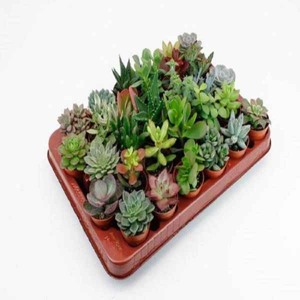 Image of Sukkulenten Mix 30 Pflanzen Ø5,5cm – pflegeleichtes Pflanzen Set für Urban Jungle, Fensterbank, Wohnzimmer & Büro-0