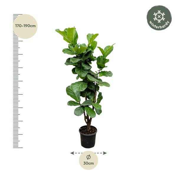 Image of Feigenbaum – Ficus Lyrata – ca. 170cm hoch – Ø32cm – Geigenfeige als imposante Zimmerpflanze – XXL Grünpflanze mit großen Blättern-1