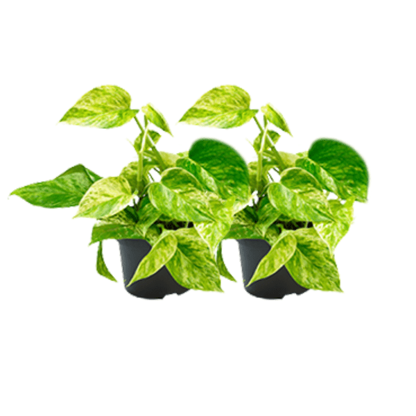Image of Epipremnum Marble Queen – Efeutute – 2 Pflanzen – Ø15cm / Ø12cm – Zimmerpflanzen mit marmorierten Blättern – Ideal für Wohnzimmer & Büro-0