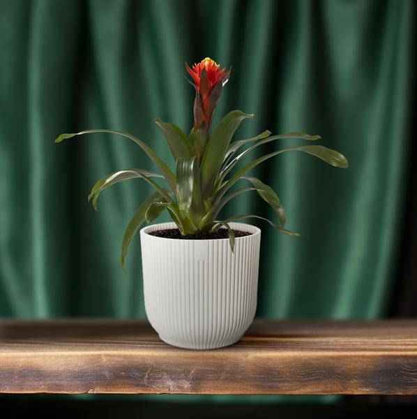 Image of Bromelie – Guzmania Happiness – Zimmerpflanze – Ø12cm – ↕45cm – Exotische Blühpflanze mit leuchtenden Hochblättern – Pflegeleicht & dekorativ-3