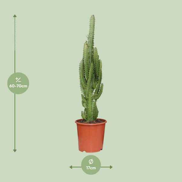 Image of Dreikantige Wolfsmilch Euphorbia Trigona Zimmerpflanze Ø17cm ↕70cm – pflegeleichte Sukkulente für Wohnzimmer, Büro & helle Standorte kaufen-1