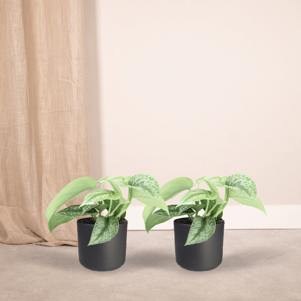 Image of Efeutute Scindapsus Pictus Trebie Epipremnum Zimmerpflanze Ø12cm ↕15cm – pflegeleichte Grünpflanze für Wohnzimmer, Büro & helle Standorte kaufen-1