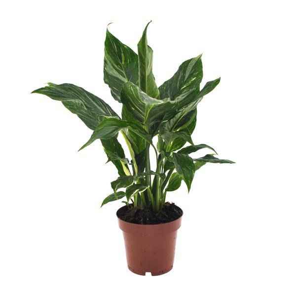 Image of Einblatt Spathiphyllum Diamant Friedenslilie Zimmerpflanze Ø12cm ↕40cm Zimmerpflanze Ø12cm ↕40cm – pflegeleichte Grünpflanze für Wohnzimmer-0