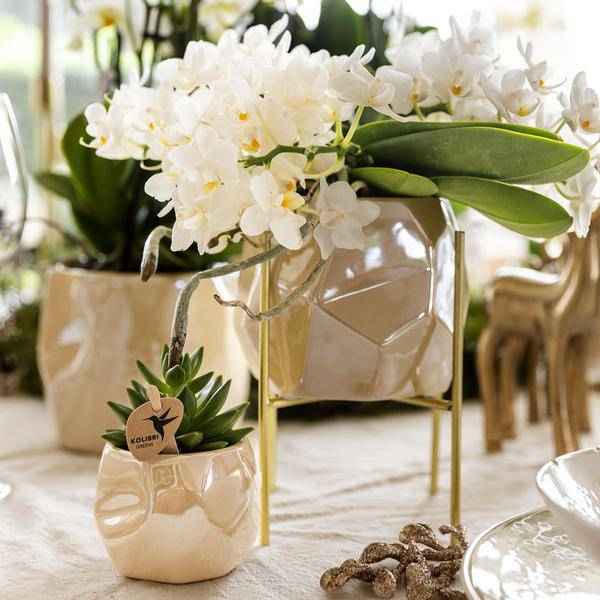 Image of Kombi – Angebot Perlen Travertin Töpfe – 3er – Set Ø6/9/12cm – stilvolle Keramik – Pflanzgefäße für Orchideen, Sukkulenten & Zimmerpflanzen