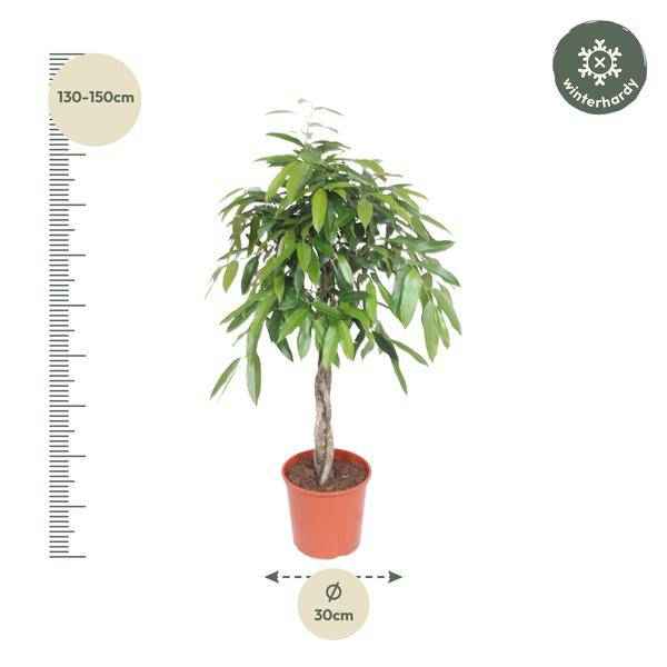 Image of Ficus Amstel King – Schmalblättriger Gummibaum – 140cm hoch – Ø30cm – Zimmerpflanze mit geflochtenem Stamm – Pflegeleicht & luftreinigend-1