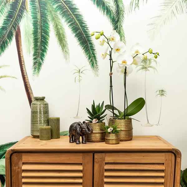 Image of Blumentopf Groove – Gold – Ø9cm – Runder Keramik – Ziertopf mit Rillenstruktur – Mattes Finish – Dekotopf für Orchideen & Grünpflanzen