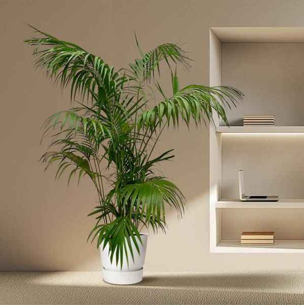 Image of Kentia – Palme – Howea forsteriana – Zimmerpflanze 260cm – Ø35cm – XXL – Palme mit eleganten dunkelgrünen Wedeln – Pflegeleicht-3
