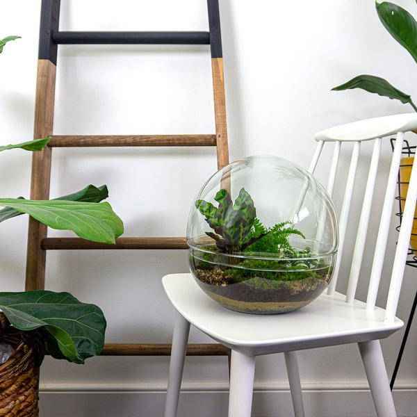 Image of Flaschengarten DIY Bausatz Terrarium Kuppel XL Ø30cm – pflegeleichter Flaschengarten im Glas, Pflanzen Terrarium für Wohnzimmer & Büro-2