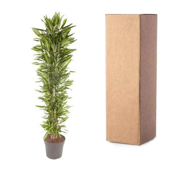 Image of Drachenbaum Zimmerpflanze Ø40cm ↕210cm – pflegeleichte Grünpflanze für Wohnzimmer, Büro & helle Standorte kaufen