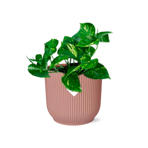 Image of Efeutute Epipremnum Pinnatum Aureum Zimmerpflanze – pflegeleichte Grünpflanze für Wohnzimmer, Büro & helle Standorte kaufen-0