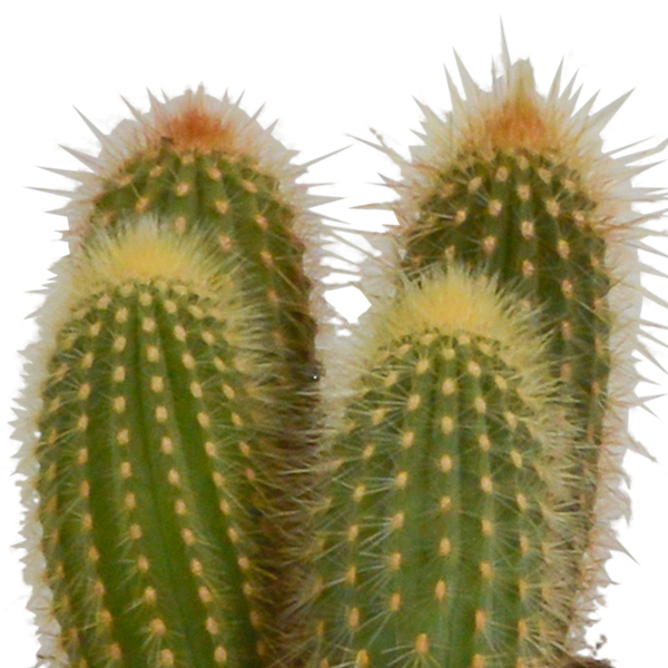 Image of Cereus Mix – 3Zimmerpflanzen – Ø10,5cm – Verschiedene Säulen – & Stabkakteen im weißen Topf – Pflegeleichte Kakteen für Fensterbank, Büro & Wohnzimmer-3