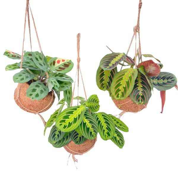 Image of Kokodama Maranta Mix – 3 Pflanzen – Hängepflanzen – Zimmerpflanzen – Ø15cm – Höhe ca. 20cm – tropischer Mix im Natur – Kokodama