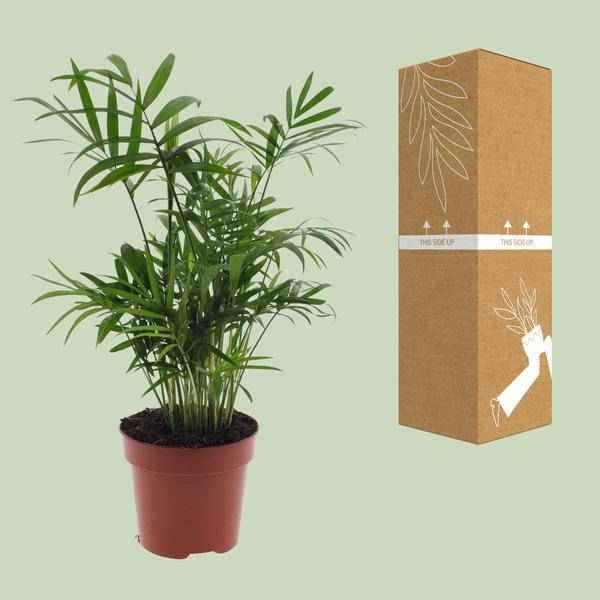 Image of Mexikanische Bergpalme – Chamaedorea Elegans – Ø12cm x H40cm – Pflegeleichte Zwergpalme für Innenräume – Für Halbschatten-2