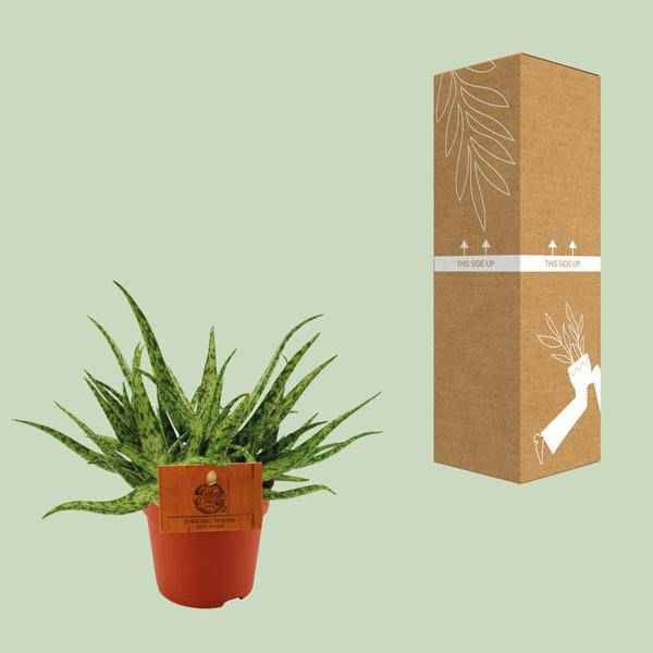 Image of Sukkulente – Aloe Spider – Zimmerpflanze – Ø10,5cm – ↕15cm – Pflegeleichte Grünpflanze mit dekorativen stacheligen Blättern – Ideal für sonnige Standorte-2