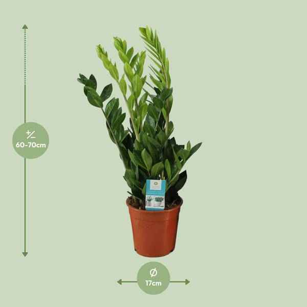 Image of Glücksfeder Zamioculcas Zamiifolia Zimmerpflanze Ø17cm ↕65cm – pflegeleichte Grünpflanze für Wohnzimmer, Büro & helle Standorte kaufen