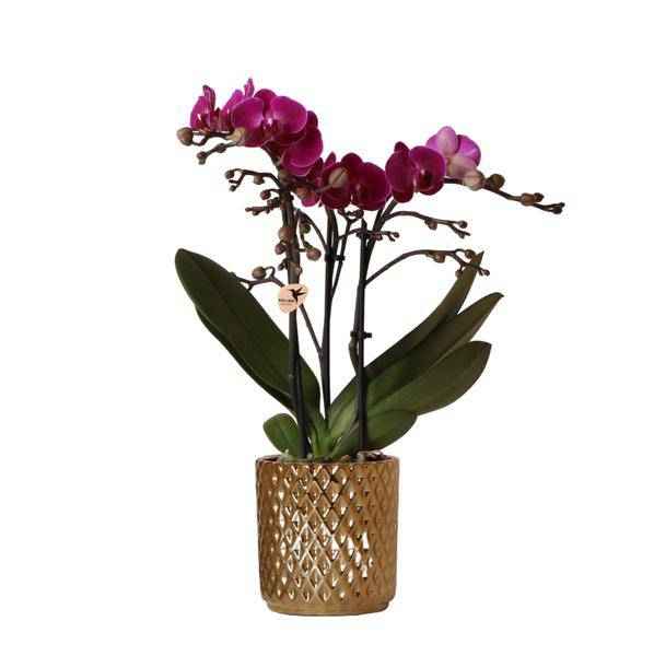 Image of Phalaenopsis – Orchidee – Morelia – Fliederfarben – Ø9cm – ca. 35cm hoch – Inkl. goldener Diamond – Ziertopf – Blühende Zimmerpflanze mit 2-3 Zweigen-0