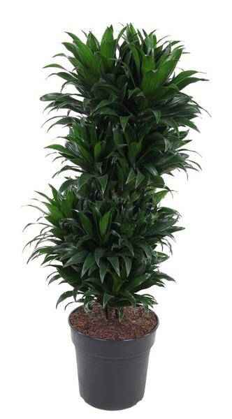 Image of Drachenbaum Dracaena Compacta – Zimmerpflanze – Ø27cm – ca. 100cm hoch – Buschig & dunkelgrün – Pflegeleicht & für Innenräume-0
