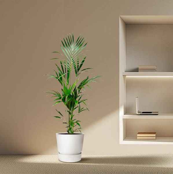 Image of Kentia-Palme – Howea forsteriana – 180 cm hoch – Ø24 cm – Elegante Zimmerpalme – Luftreinigend & pflegeleicht – Für Wohnzimmer, Büro & Wintergarten