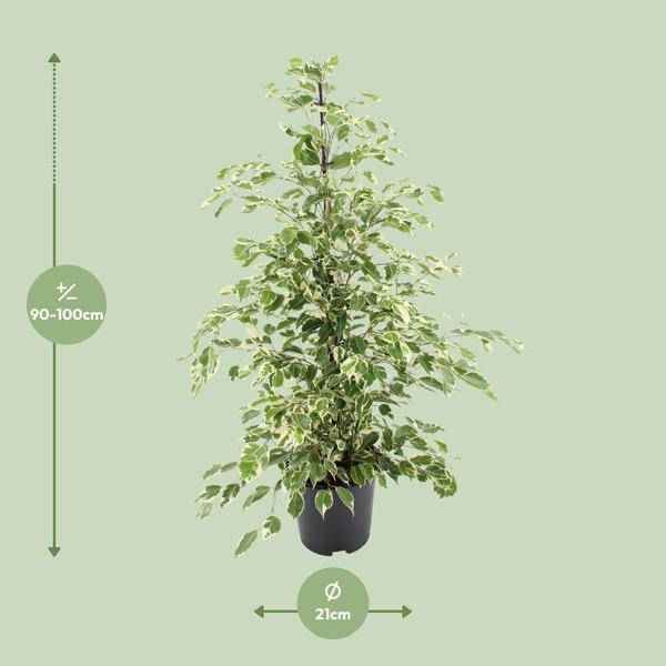 Image of Bikrenfeige Ficus benjamina 'Twilight' – Zimmerpflanze – ca. 95cm Höhe – Eleganter, grüner Blickfang für helle Innenräume