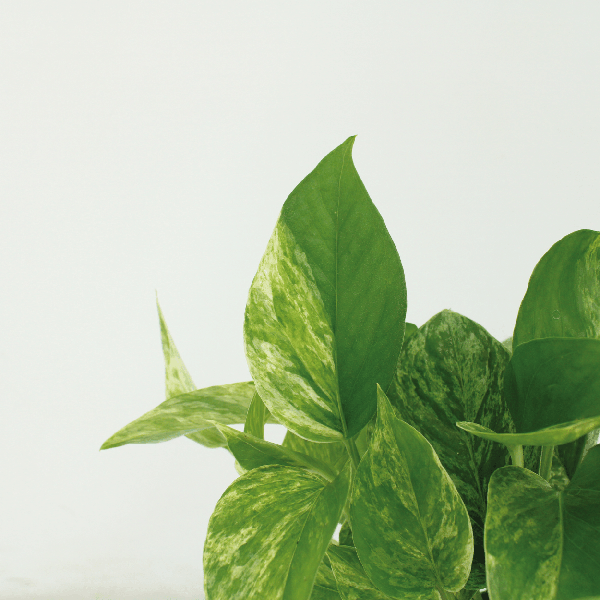 Image of Efeutute Epipremnum Marble Queen Zimmerpflanze Ø12cm – pflegeleichte Grünpflanze für Wohnzimmer, Büro & helle Standorte kaufen-2