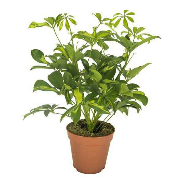 Image of Strahlenaralie Schefflera Gerda Zimmerpflanze Ø13cm ↕35cm – pflegeleichte Grünpflanze für Wohnzimmer, Büro & helle Standorte kaufen-0