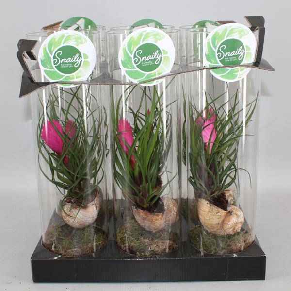 Image of Blaue Tillandsie Tillandsia cyanea Zimmerpflanze Ø11cm ↕38cm – pflegeleichte Grünpflanze für Wohnzimmer, Büro & helle Standorte kaufen-0