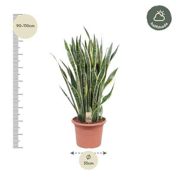 Image of Bogenhanf – Sansevieria Laurentii – Zimmerpflanze 100cm – Ø35cm – Pflegeleichte Grünpflanze mit gelbem Rand-1