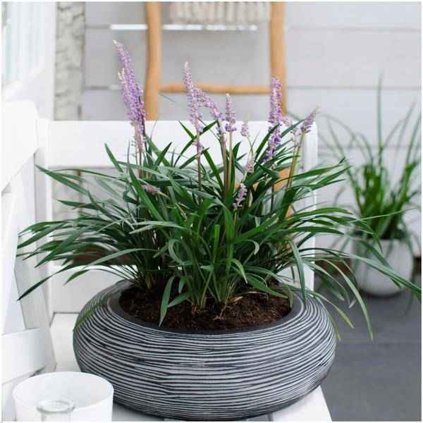 Image of Liriope muscari 'Ingwersen' – Glöckchentraube – Immergrüne Staude – Ø14cm – ↕25-30cm – 3 Pflanzen – Bodendecker für Schatten & Halbschatten