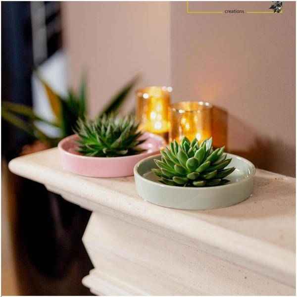 Image of Sukkulente – Echeveria pulidonis ROOTLESS – Ø20cm Schale Rosa – Zimmerpflanze ohne Wurzeln – Pflegeleichte Schnitt-1