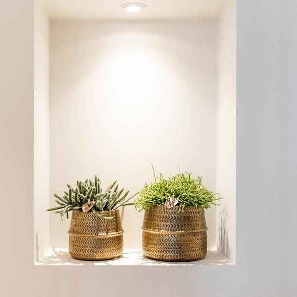Image of Sukkulenten 2er – Set in goldenen Rillen – Keramiktöpfen – Ø9cm – Pflegeleichte Crassula Ovata & Crassula Hobbit – Zimmerpflanzen für Zuhause & Büro