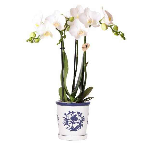 Image of Orchidee Amabilis Weiß – Zimmerpflanze mit 2-3 Stielen – Im Malaga Ziertopf Blau Ø9cm
