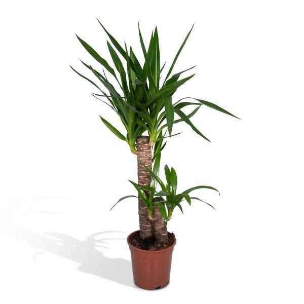 Image of Palmlilie Yucca Elephantipes Zimmerpflanze Ø17cm ↕85cm – pflegeleichte Grünpflanze für Wohnzimmer, Büro & helle Standorte kaufen-0