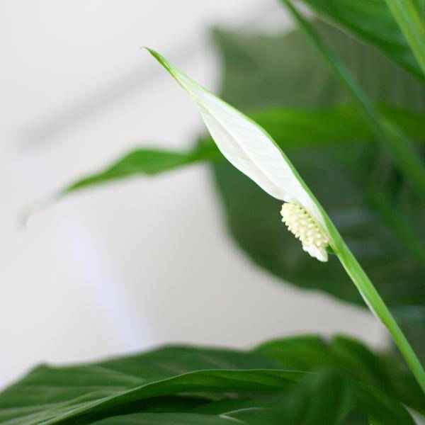 Image of Scheidenblatt – Spathiphyllum – ↕80cm – Ø21cm inkl. Naturkorb – Zimmerpflanze mit weißen Blüten – Pflegeleicht & luftreinigend-2
