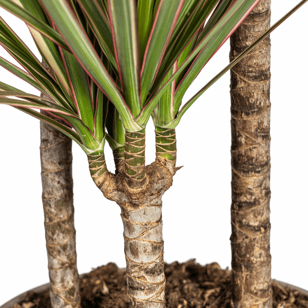 Image of Dracaena Marginata Bicolor – Drachenbaum – Ø21cm – ↕110-130cm – Elegante Zimmerpflanze mit zweifarbigen Blättern – Pflegeleicht & luftreinigend-4