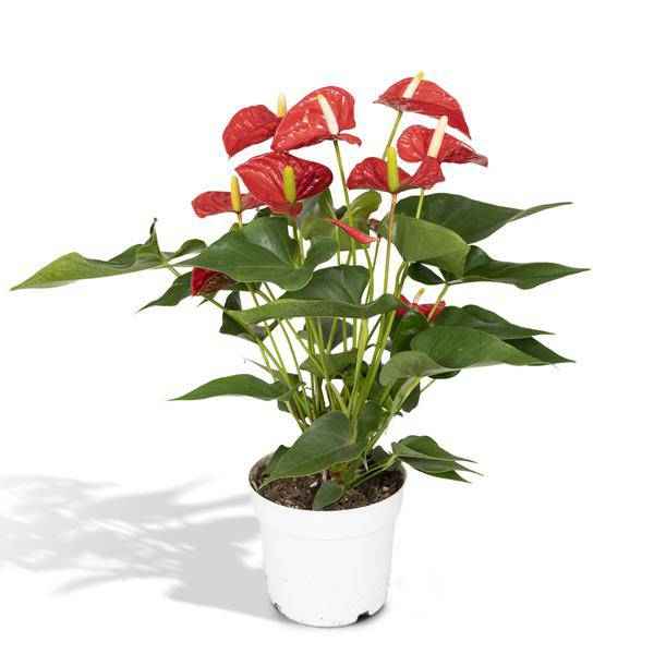 Image of Flamingoblume – Anthurium Rot – Zimmerpflanze – Ø17cm – ↕55cm – Elegante rote Blüten – Pflegeleichte Zimmerpflanze-0