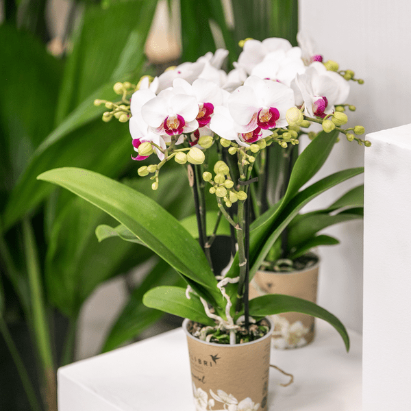 Image of Weiße Phalaenopsis – Orchidee ‘Mineral Gibraltar’ – Blühende Zimmerpflanze – Ø9cm – Topf – Elegante & langlebige Blüten-1