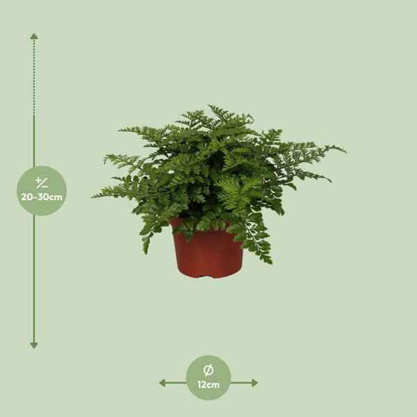 Image of Nestfarn – Asplenium Parvati – Zimmerpflanze – Ø12cm – ↕25cm – dekorativer Farn mit eleganten Wedeln – pflegeleichte Grünpflanze für Innenräume-1