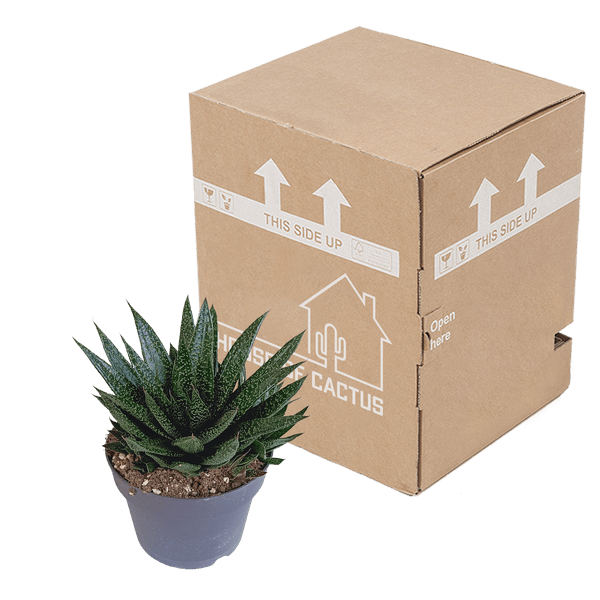Image of Gasteria d Due – Sukkulente Zimmerpflanze – Dunkelgrün gefleckte Blätter – Höhe ca. 17cm – Pflegeleicht & dekorativ – Direkt vom Züchter-3