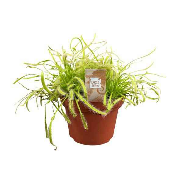 Image of Kap-Sonnentau Drosera capensis – Karnivore Zimmerpflanze – Ø12cm – ca. 17cm hoch – Insektenfangpflanze mit Tautropfen-Effekt – Pflegeleicht & dekorativ